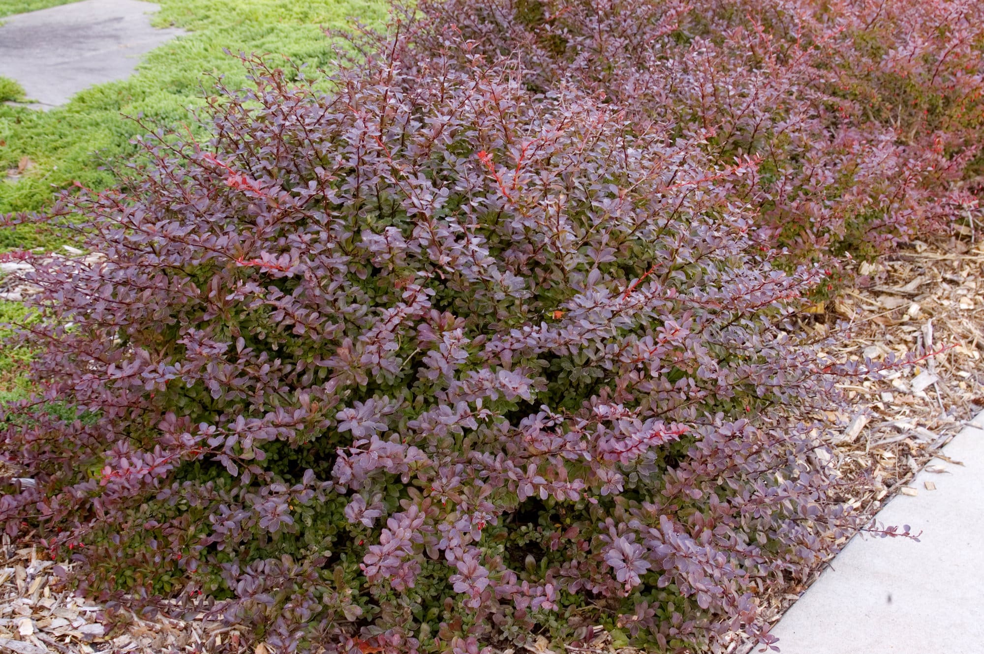 Crimson Pygmy Barberry Plant Library Pahl's Market Apple Valley, MN