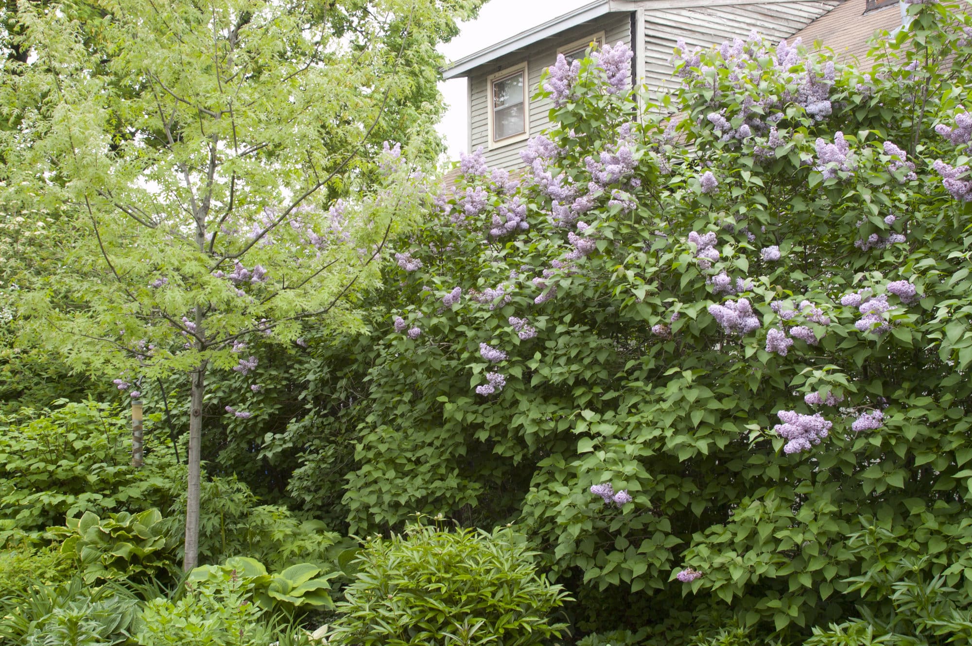 Common Purple Lilac Plant Library Pahl's Market Apple Valley, MN