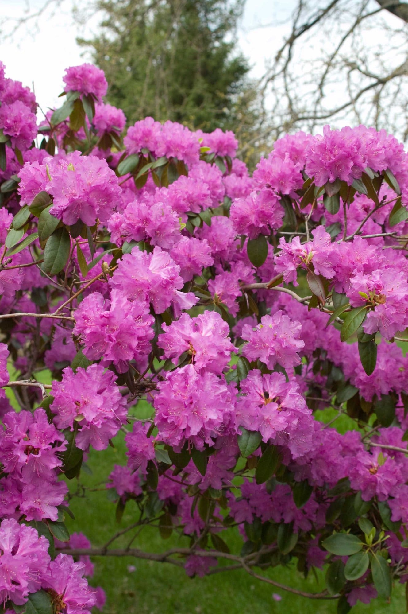 P.J.M. Rhododendron Plant Library Pahl's Market Apple Valley, MN