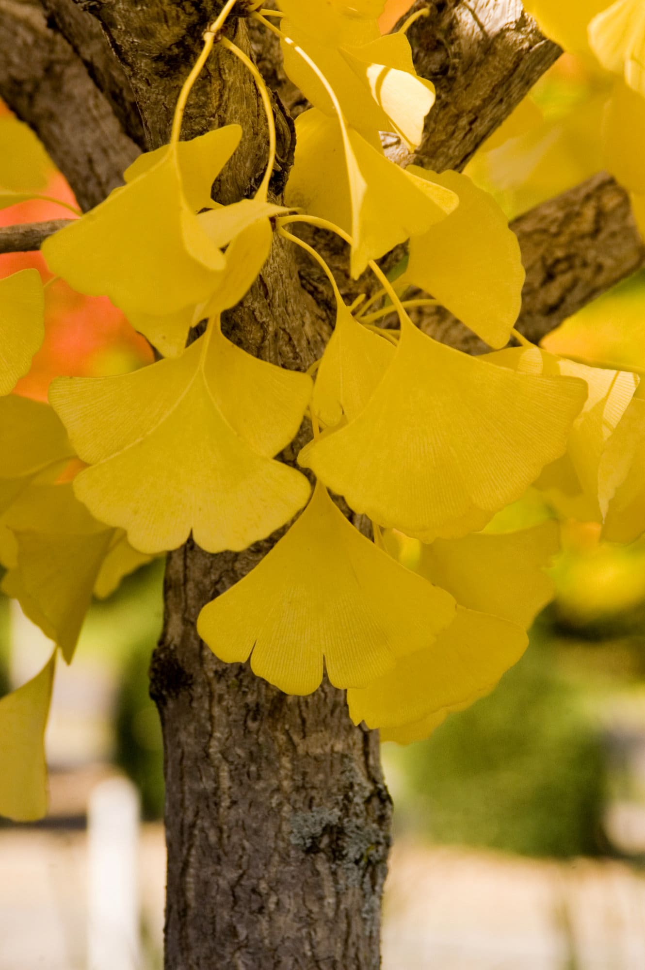 Autumn Gold Ginkgo - Plant Library - Pahl's Market - Apple Valley, MN