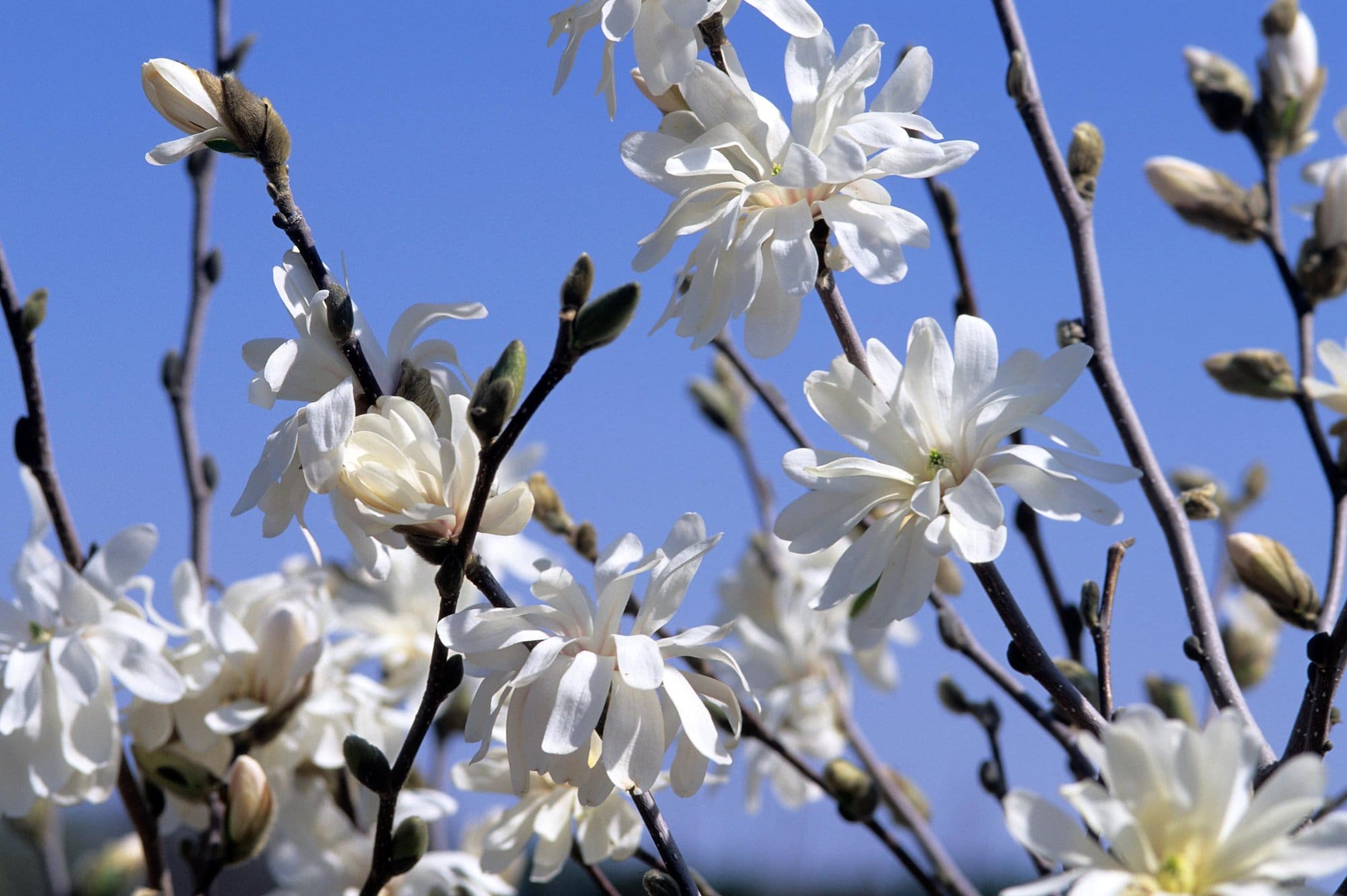 Royal Star Magnolia Plant Library Pahl's Market Apple Valley, MN