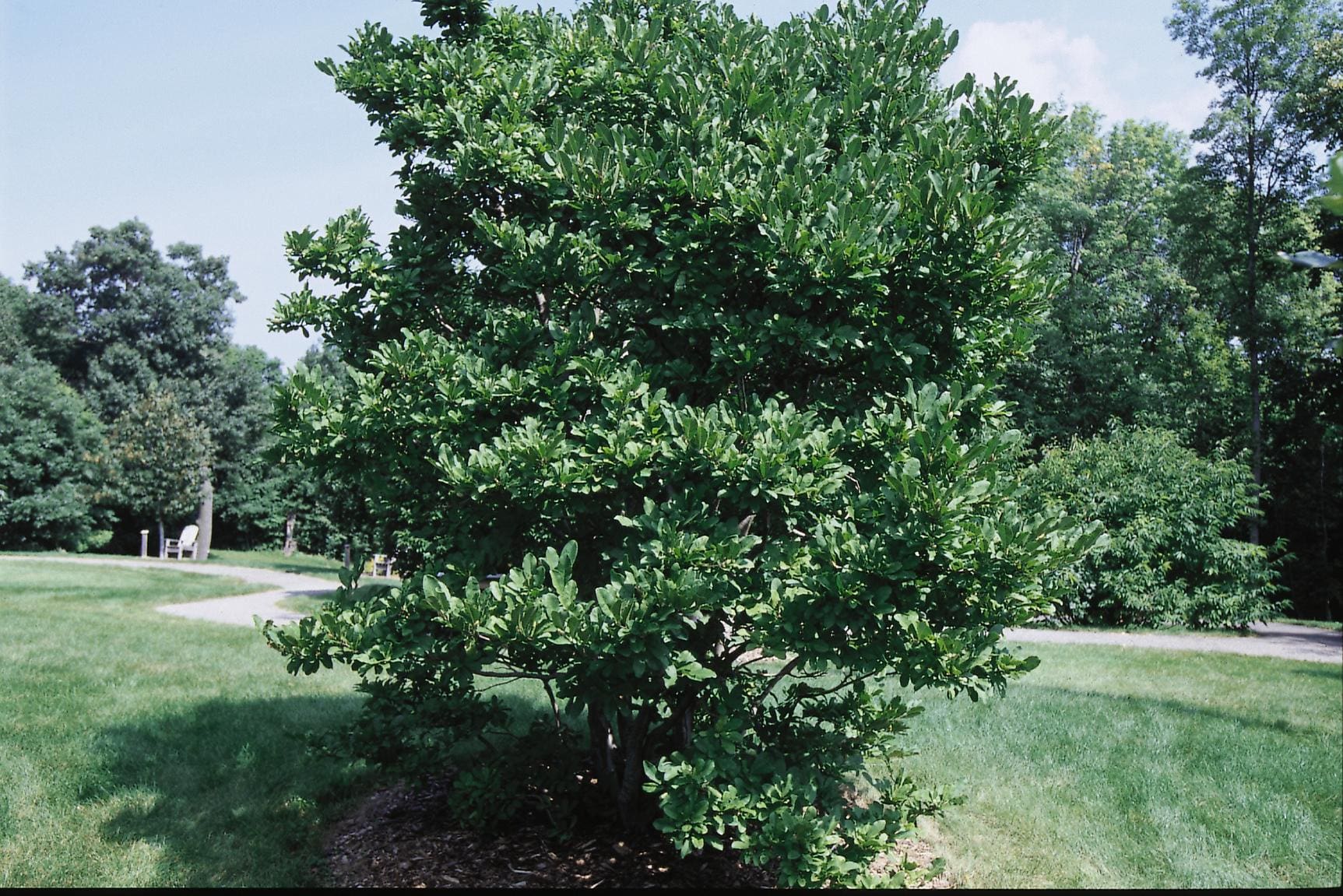 Royal Star Magnolia Tree