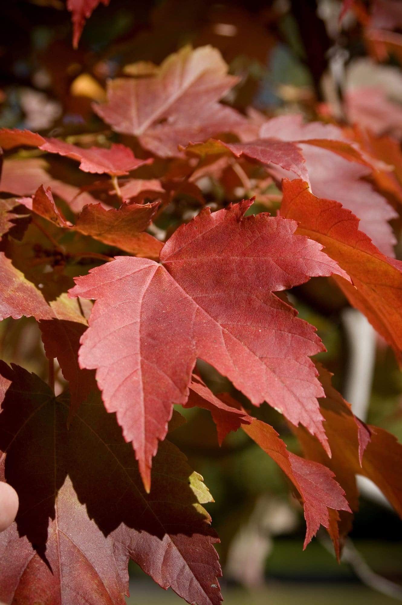 Scarlet Jewell Maple Plant Library Pahl's Market Apple Valley, MN