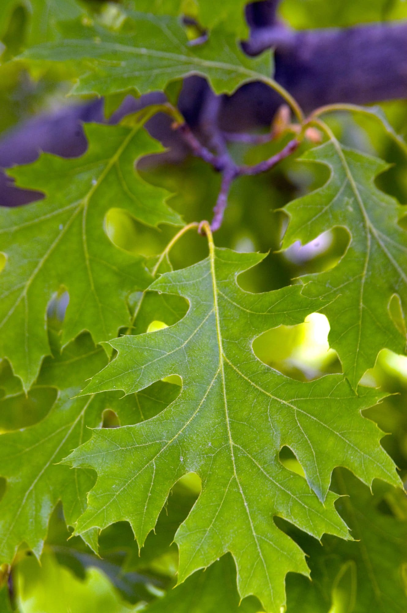 Majestic Skies Northern Pin Oak Plant Library Pahl's Market Apple