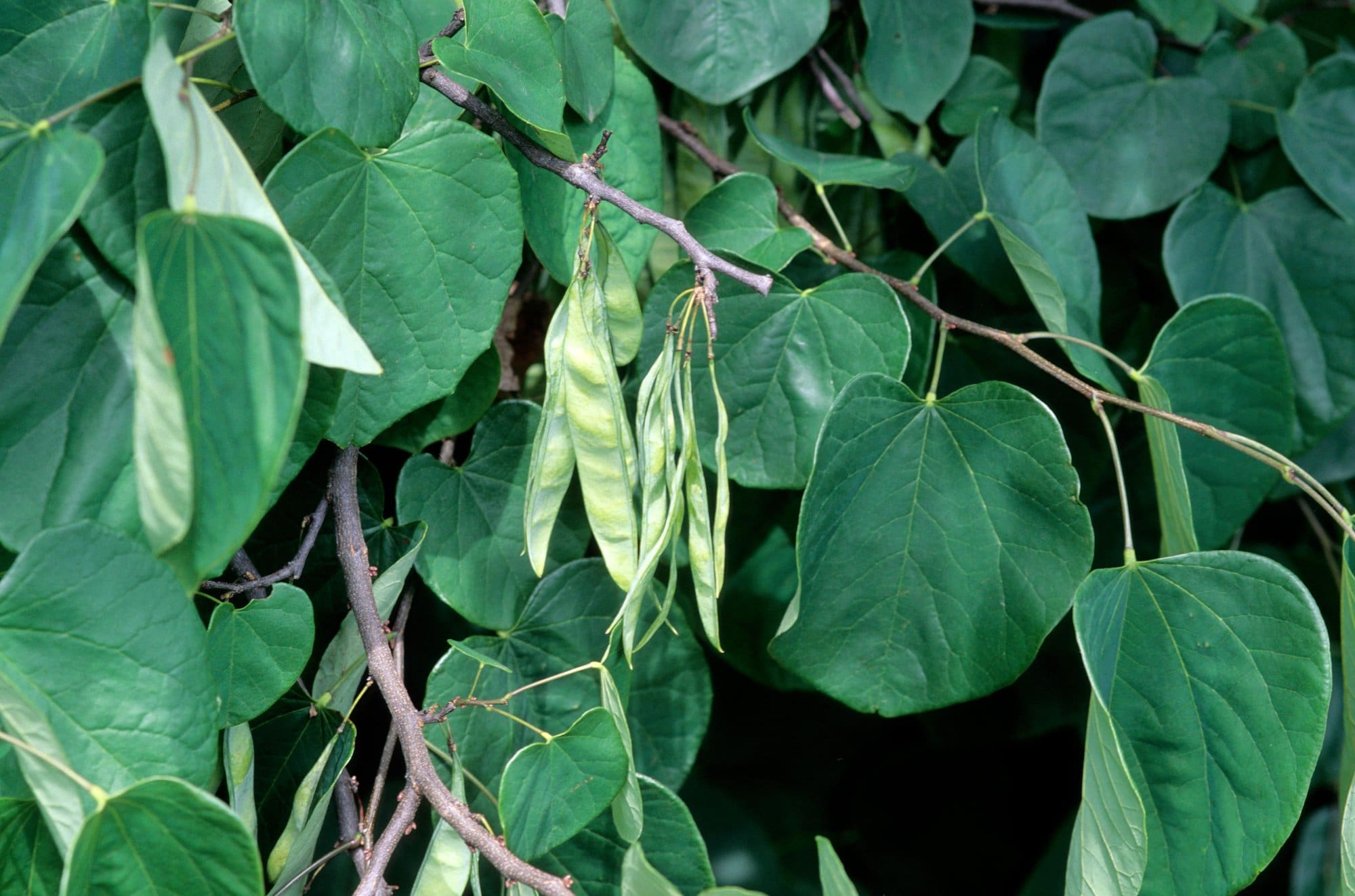 MN Strain Redbud Plant Library Pahl's Market Apple Valley, MN