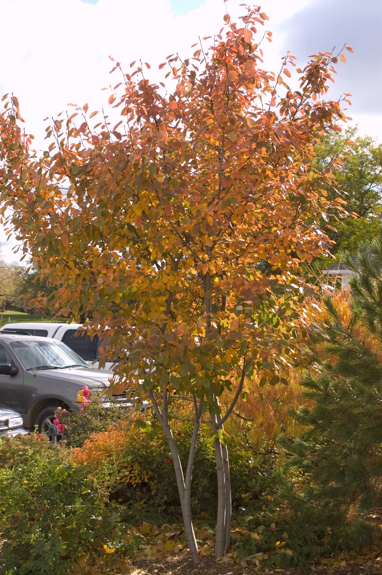 amelanchier serviceberry autumn brilliance amelanchier serviceberry autumn brilliance
