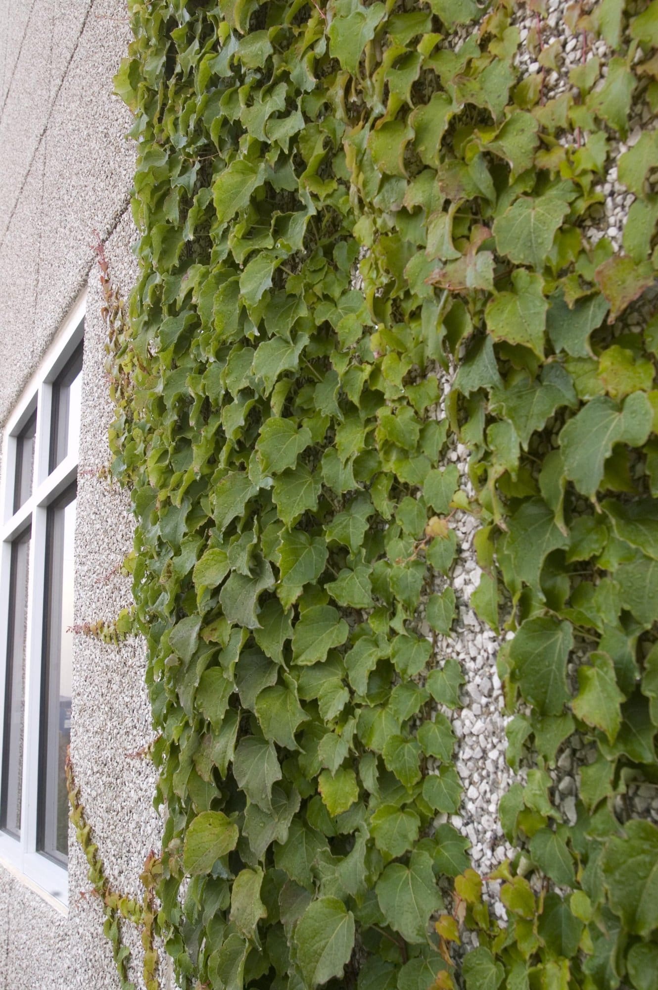 Boston Ivy Plant Library Pahl's Market Apple Valley, MN