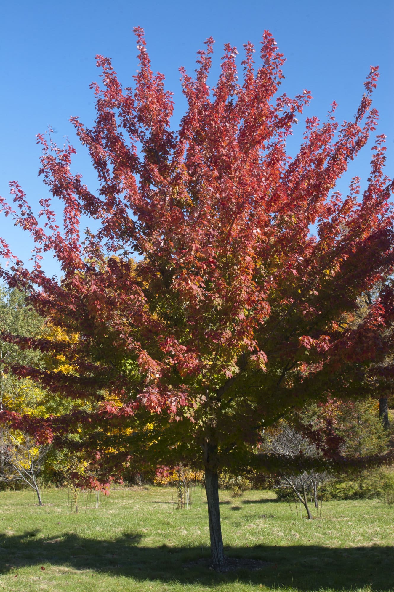 Firefall Maple Plant Library Pahl's Market Apple Valley, MN