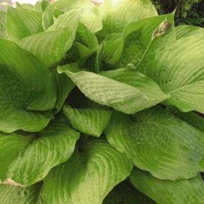 Sum and Substance Hosta