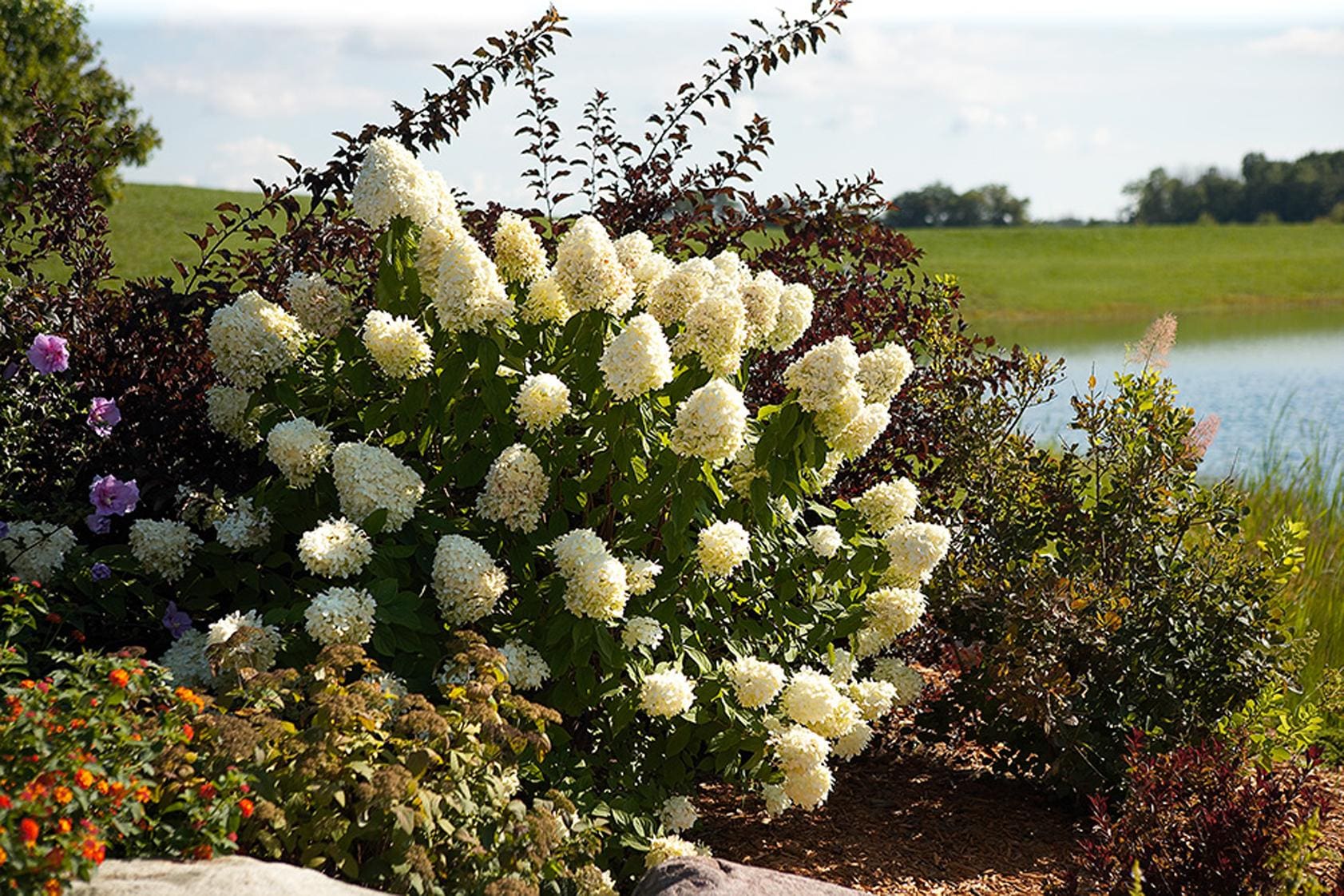 Limelight Hydrangea Plant Library Pahl's Market Apple Valley, MN