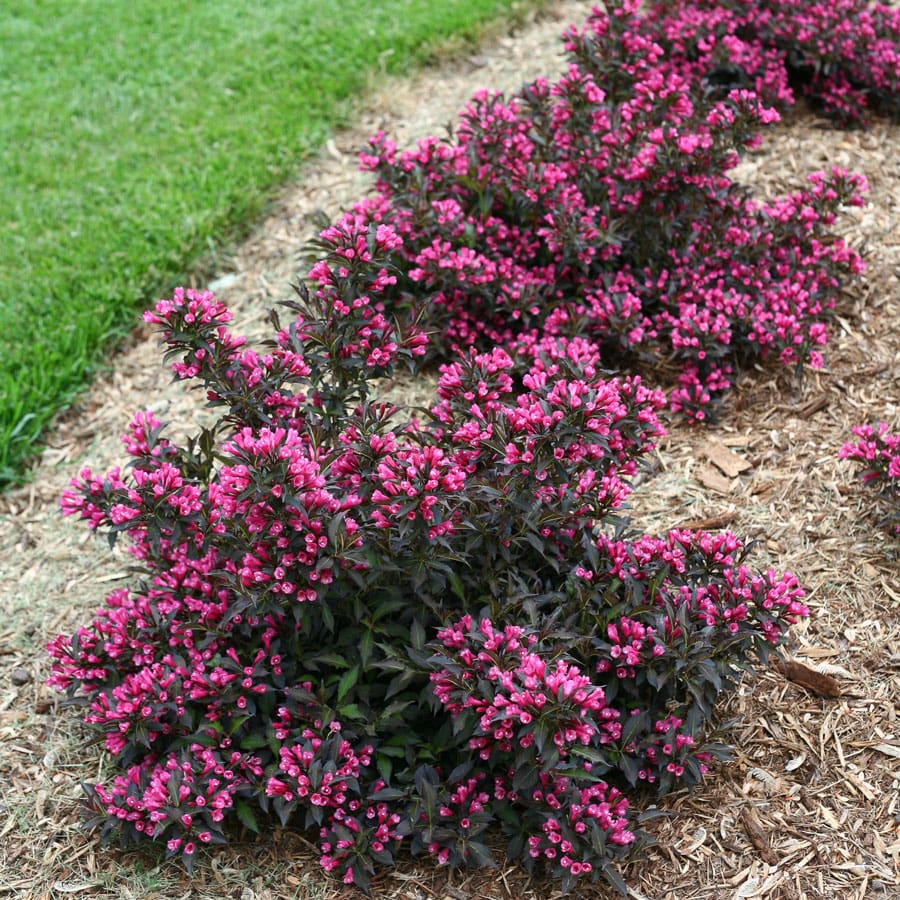 Spilled Wine Weigela Plant Library Pahl�s Market