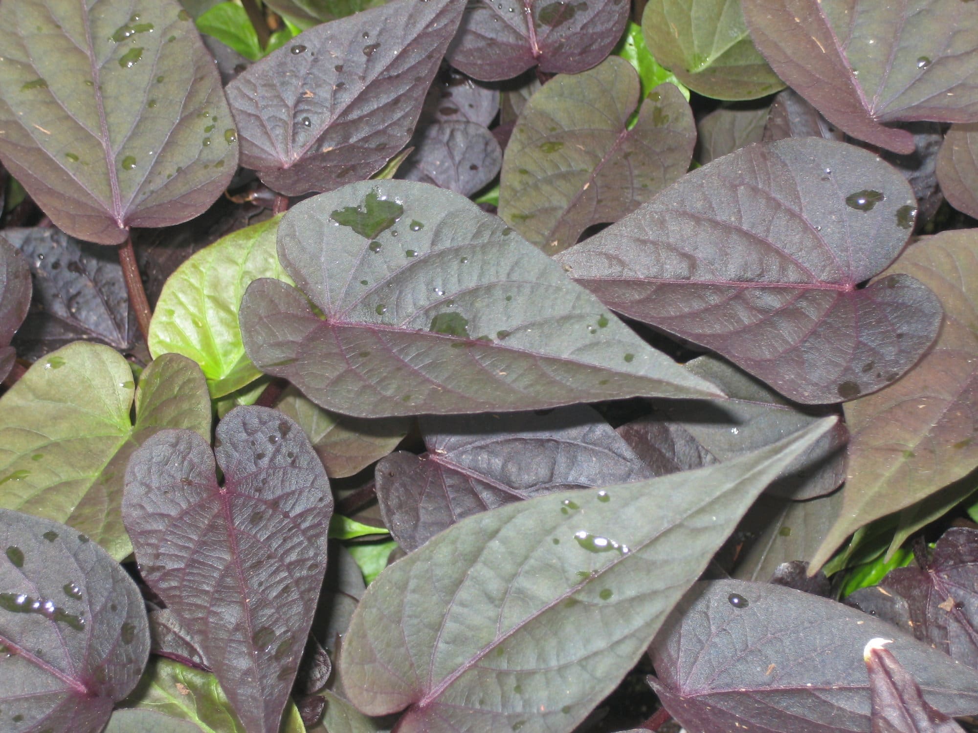 Heart Purple Sweet Potato Vine Plant Library Pahl's Market Apple
