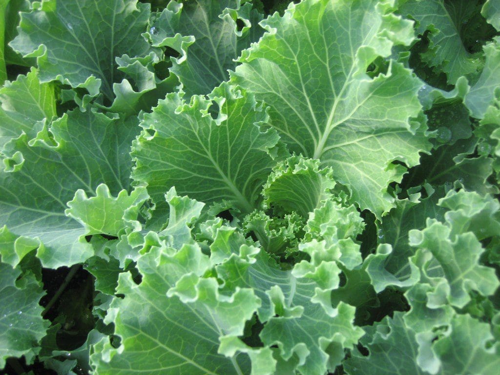 Kale