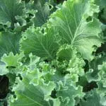 Kale
