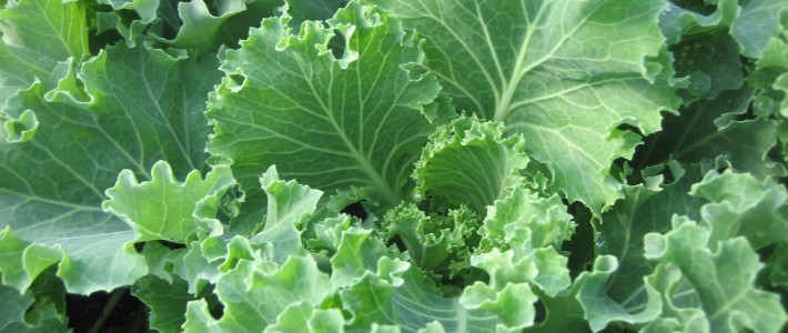 Kale Kale