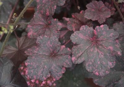 Midnight Rose Coral Bells