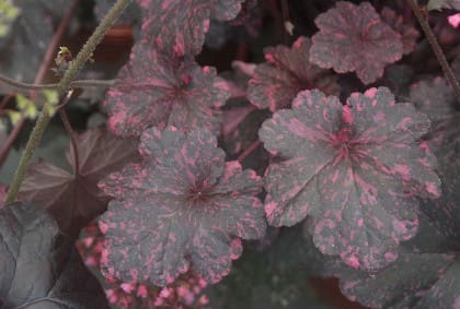 Midnight Rose Coral Bells