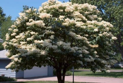 Snowdance Japanese Tree Lilac Pahl S Market Apple Valley Mn Snowdance Japanese Tree Lilac Pahl S Market Apple Valley Mn