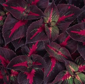 Tricolor Perilla - Plant Library - Pahl’s Market - Apple Valley, MN