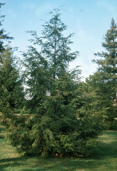 Canadian Hemlock - Plant Library - Pahl's Market - Apple ...