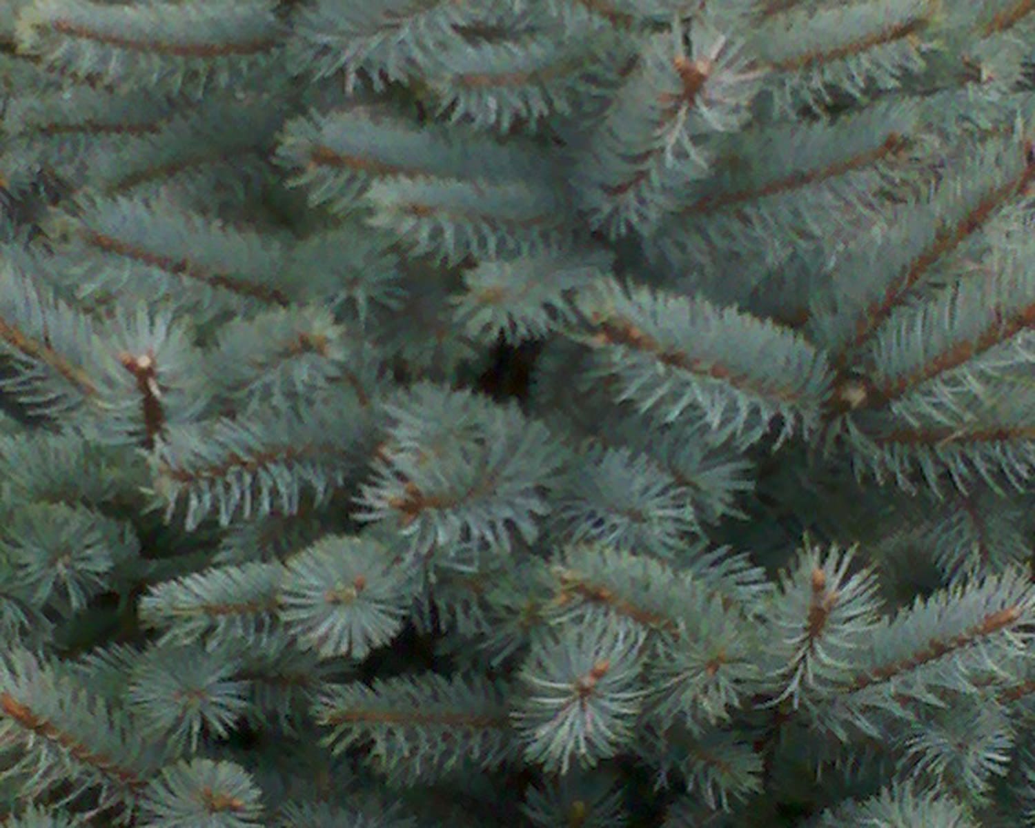 Baby Blue Eyes Spruce Plant Library Pahl's Market Apple Valley, MN