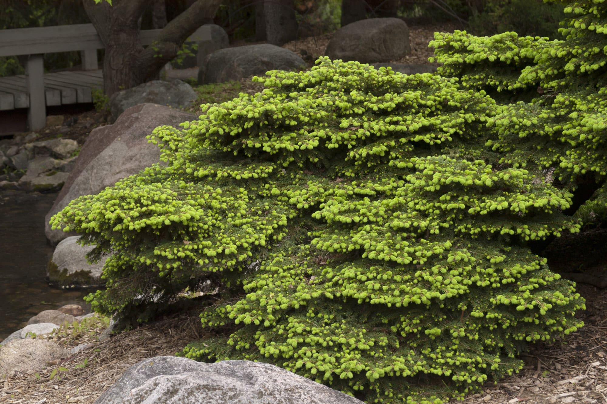 6. Fragrant Harmony: Evergreens In Symphony With White Blossoms