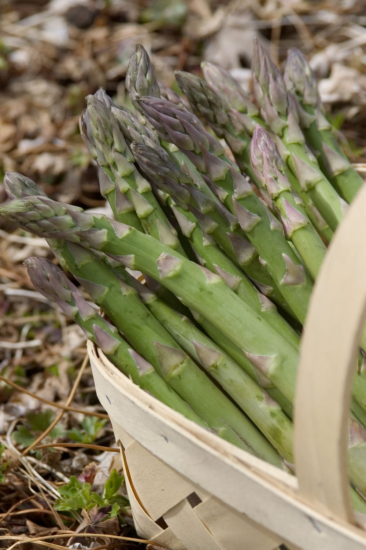 Jersey Night Asparagus Plant Library Pahl's Market Apple Valley, MN