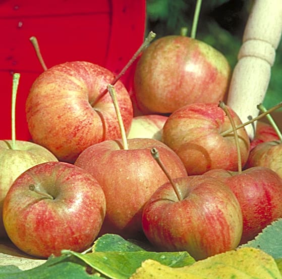 Chestnut Crabapple Plant Library Pahl's Market Apple Valley, MN