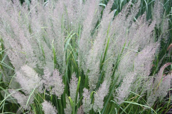 Perennial_Grass-Korean-Reed