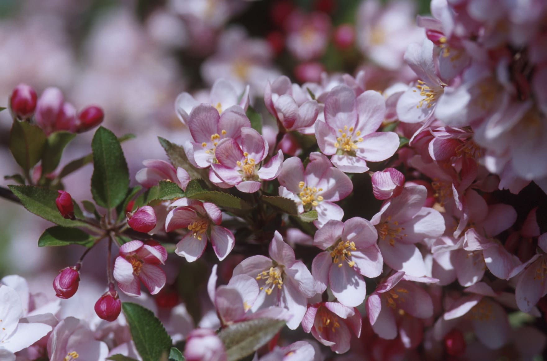 camelot crabapple tree