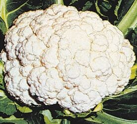 Cauliflower