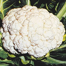 Cauliflower