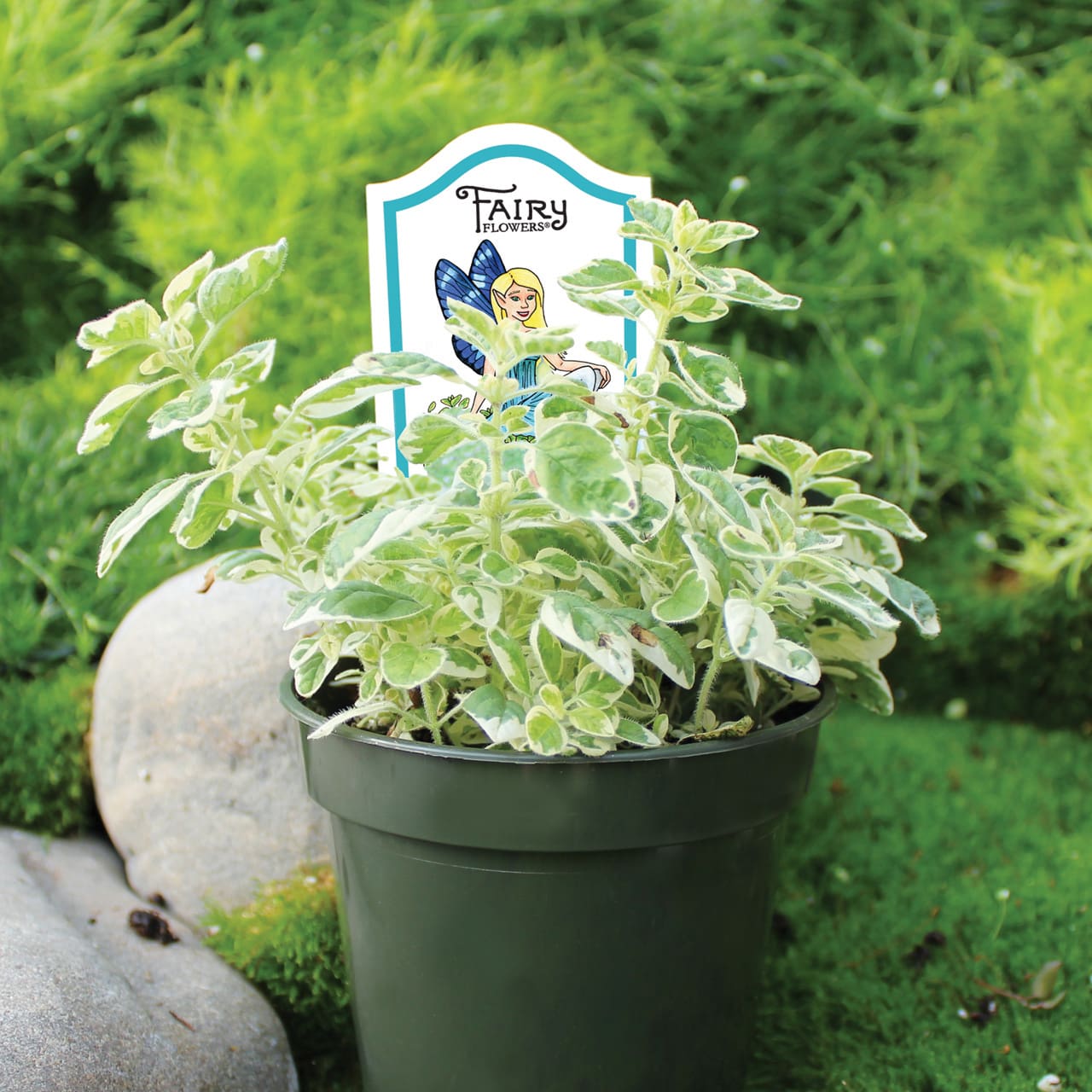 Suzie Q’s Variegated Marjoram™ Plant Library Pahl's Market Apple