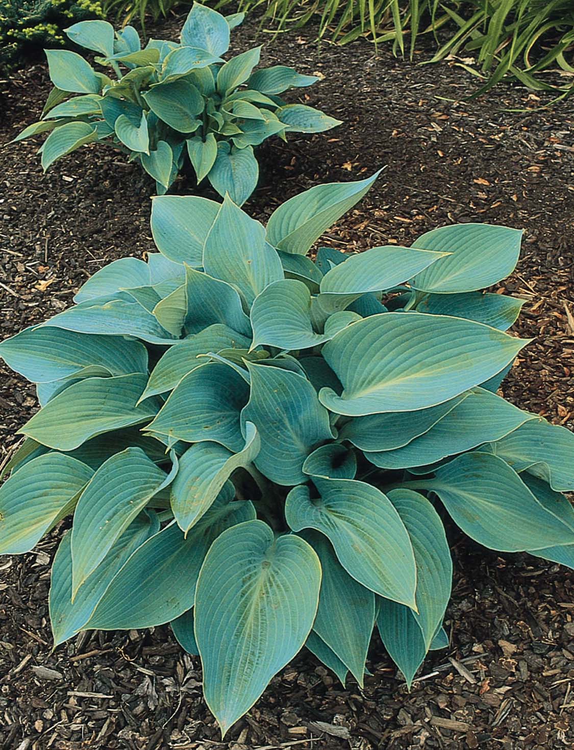 Halcyon Hosta Plant Library Pahl's Market Apple Valley, MN