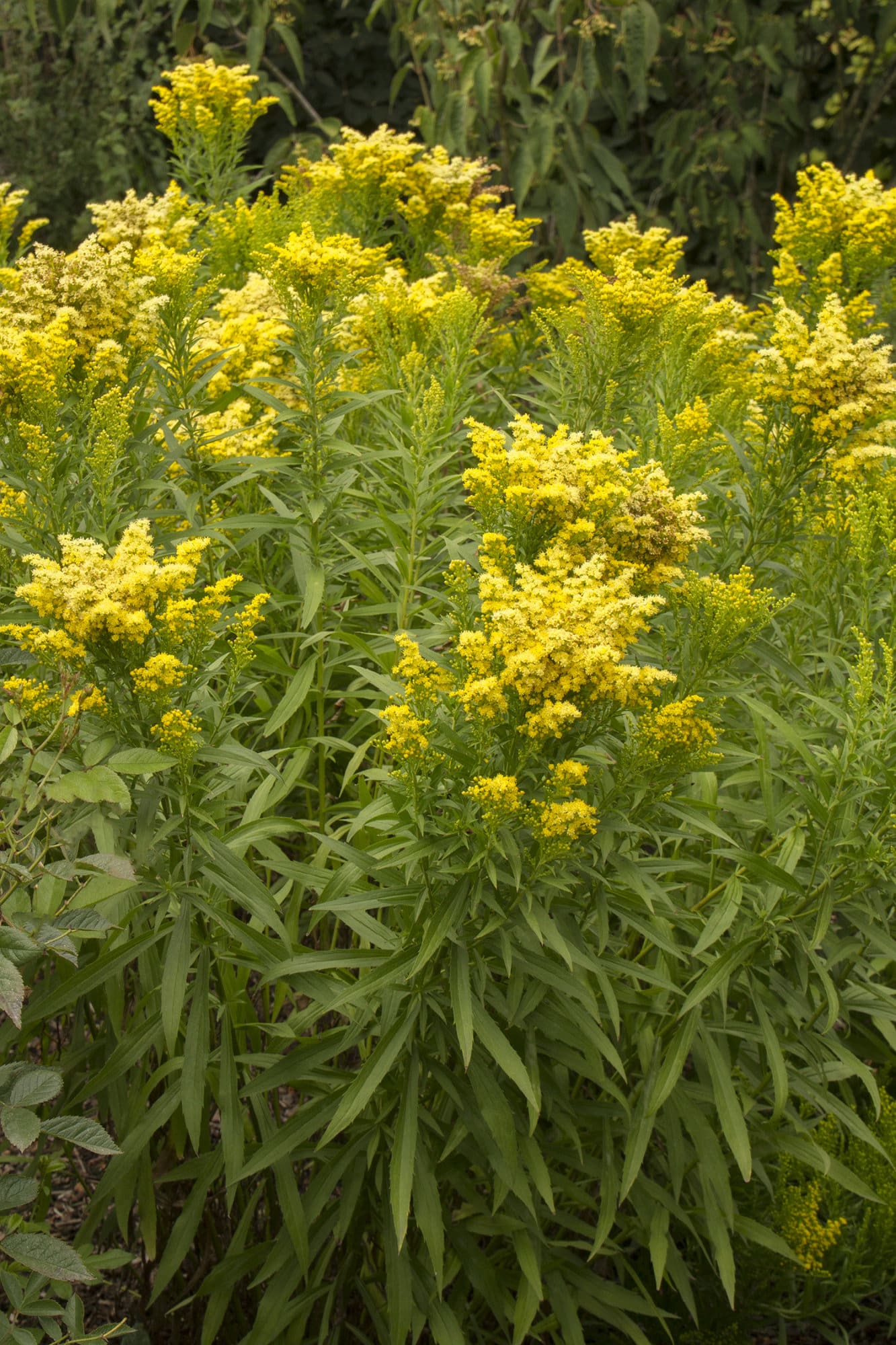 Little Lemon Goldenrod Plant Library Pahl's Market Apple Valley, MN