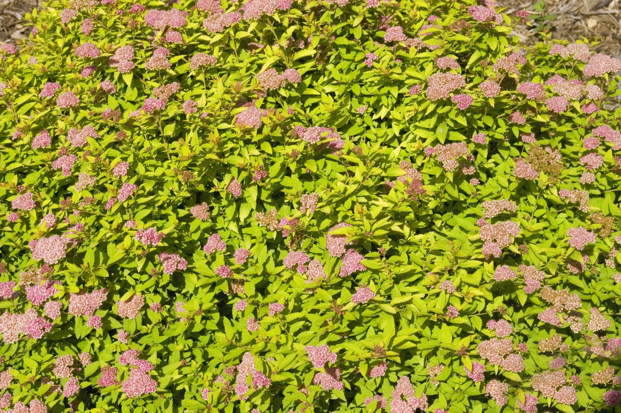 Sundrop Spirea Plant Library Pahl's Market Apple Valley, MN