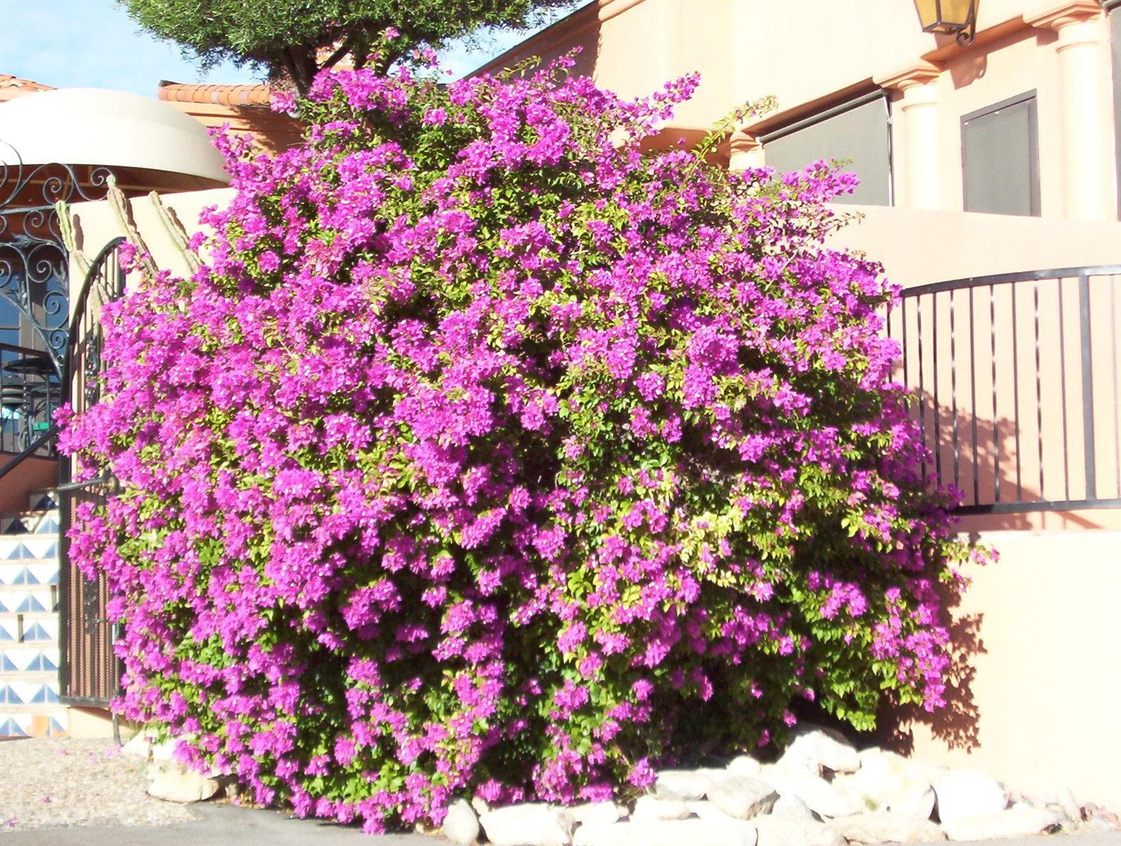 Is Bougainvillea Flowers Edible at Travis Stiltner blog