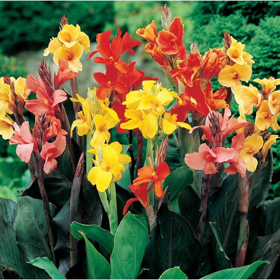 Assorted Canna Plant Library Pahl's Market Apple Valley, MN