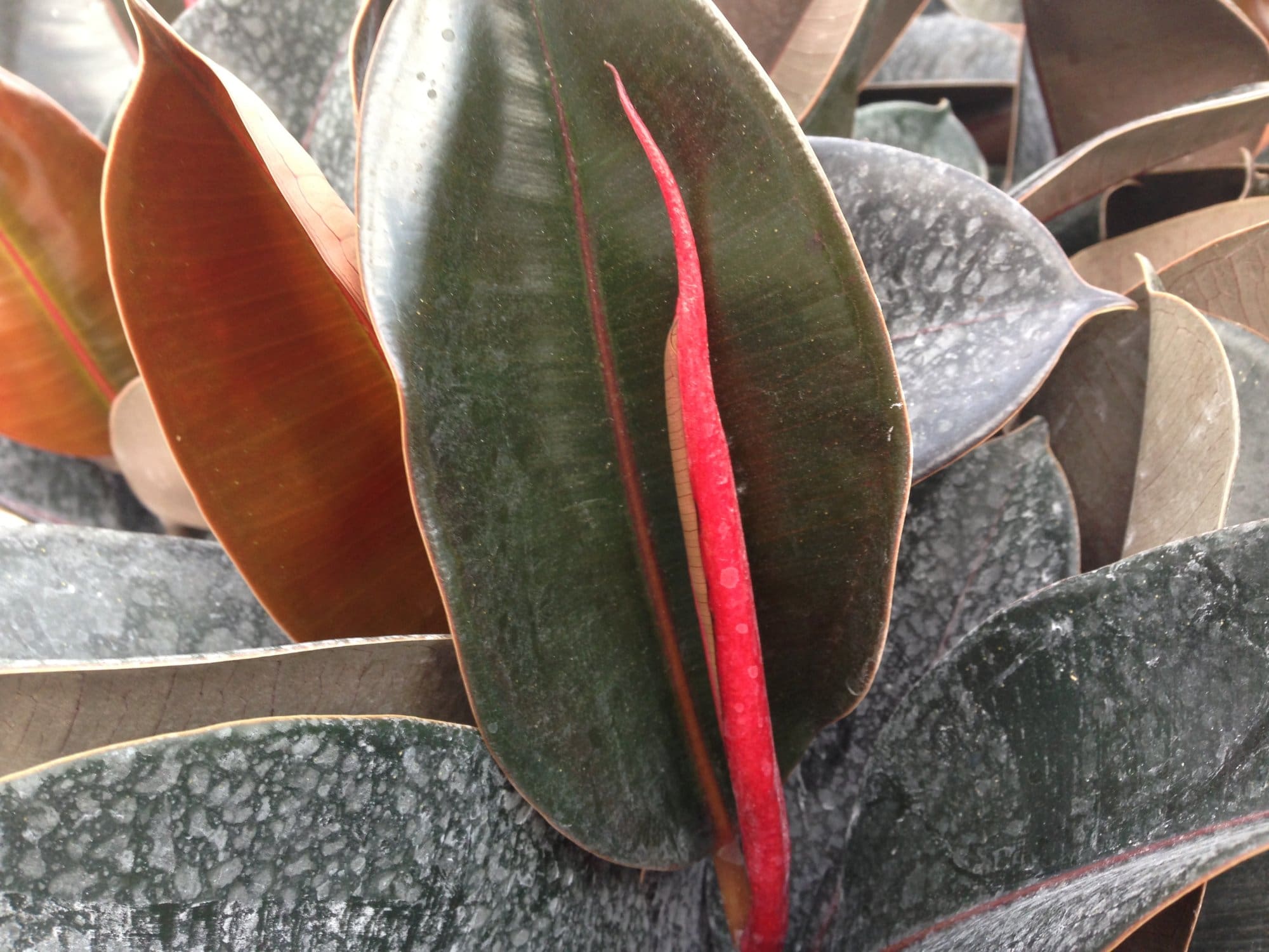 Burgundy Ficus Plant Library Pahl's Market Apple Valley, MN