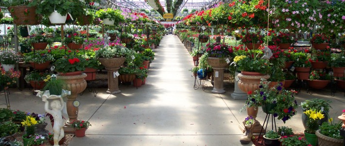 Mother’s Day at Pahl’s Pahl's Main Greenhouse