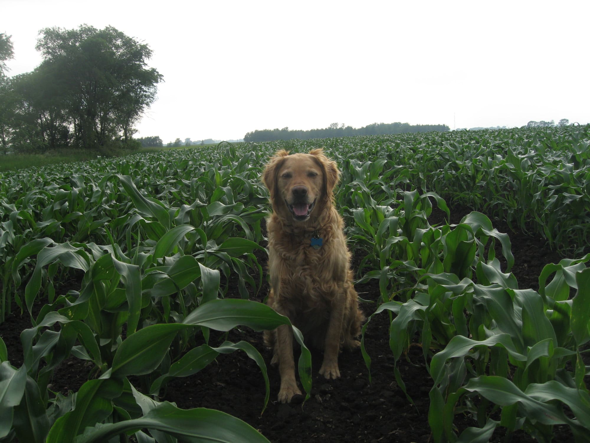 Chex the Pahl's corn field guard dog