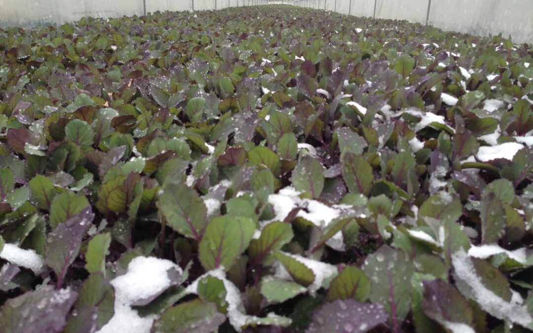 Records Are Made To Be Broken