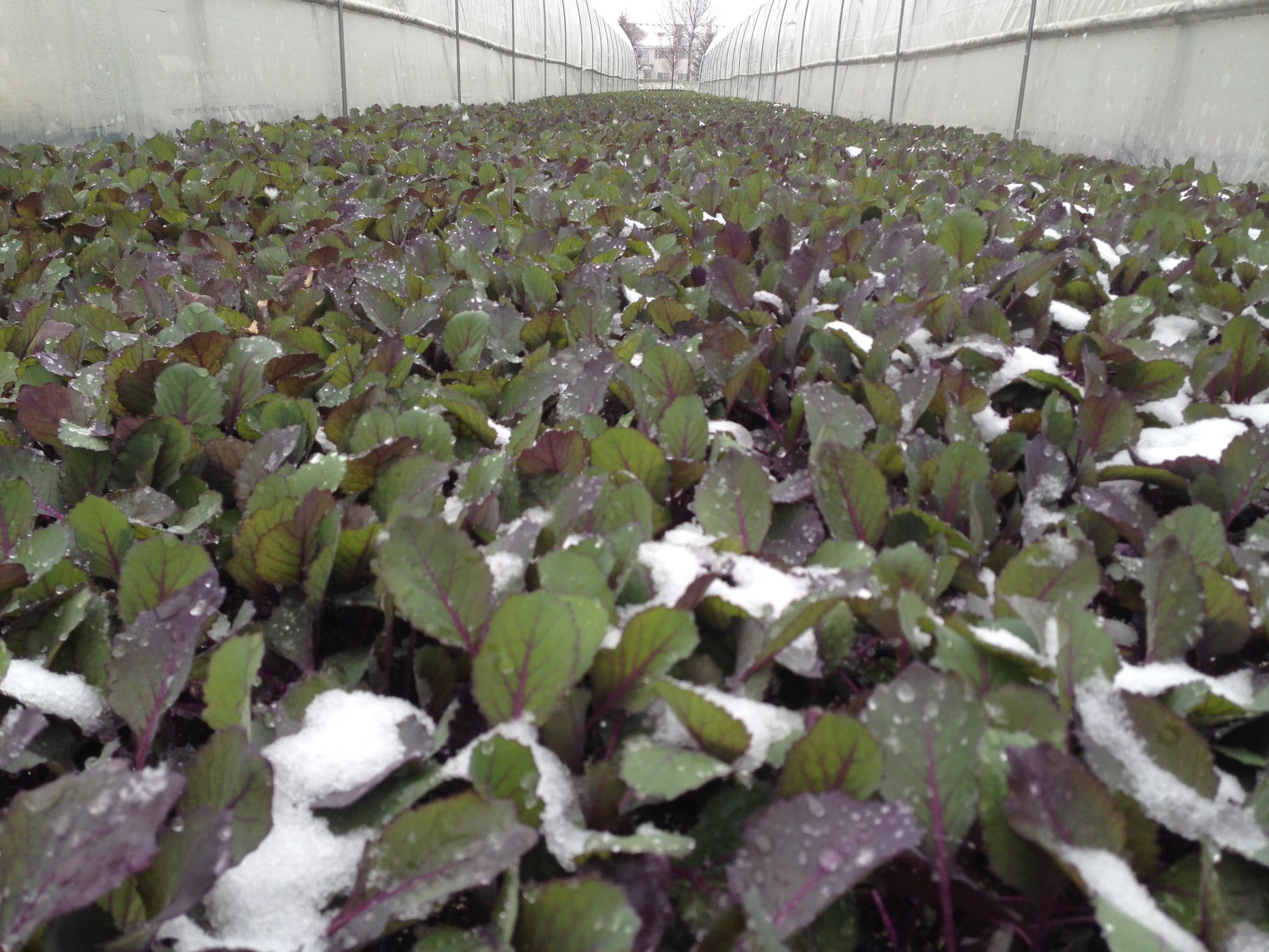 Pahl Farms Cabbage Transplants