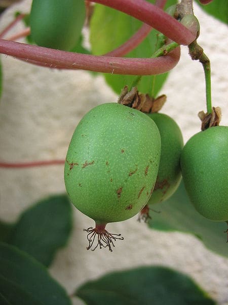 Plant of the Month - Hardy Kiwi