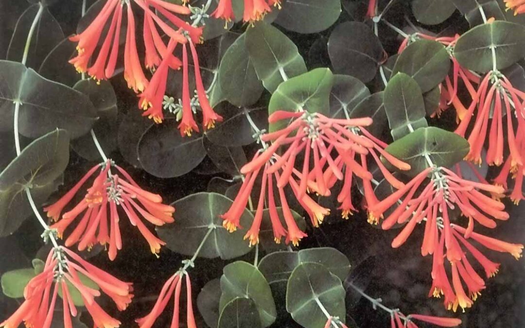 Pahl’s Plant of the Month – May 2013