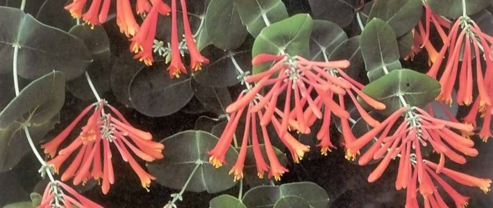 Pahl’s Plant of the Month – May 2013 Dropmore Scarlet Honeysuckle