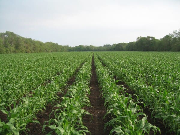 Pahl Farms Field