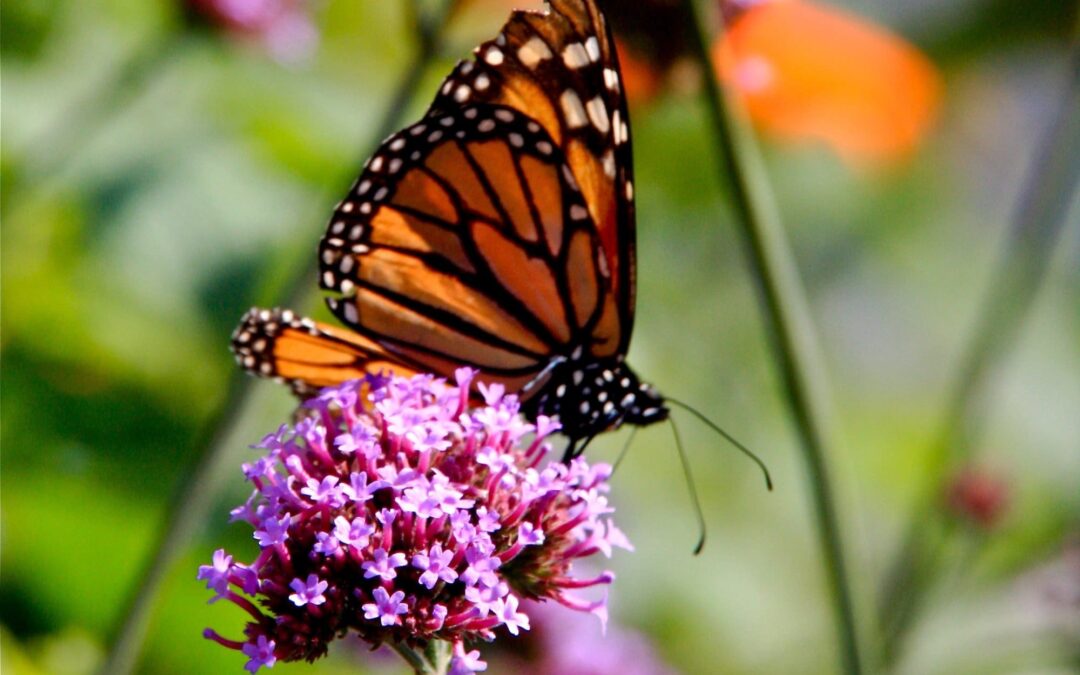 Butterfly and Hummingbird Garden