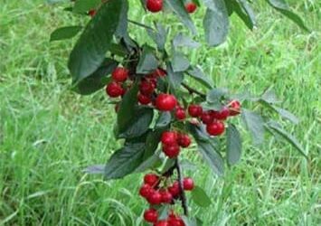 Pahl’s Market Plant of the Month – August 2013