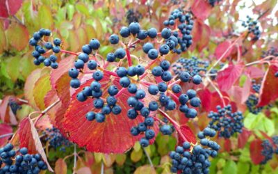 FALL in love with your Landscape!